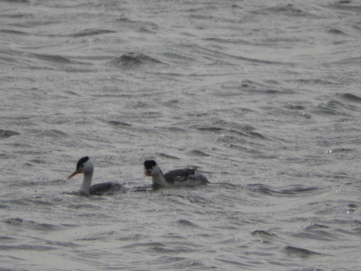 Clark's Grebe - ML97464591