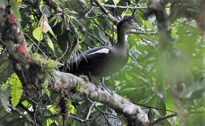 Muscovy Duck - ML97464981