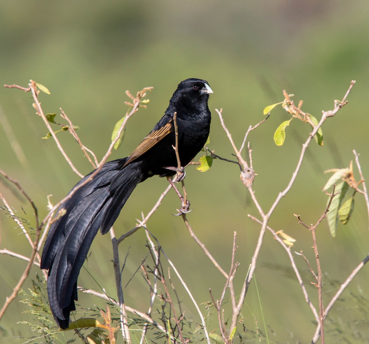 Jackson's Widowbird - Kevin Vande Vusse
