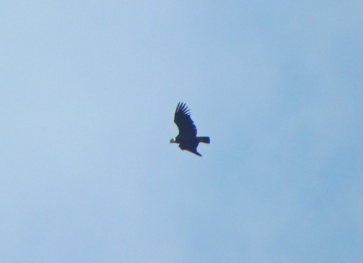 Andean Condor - Paul Molina A