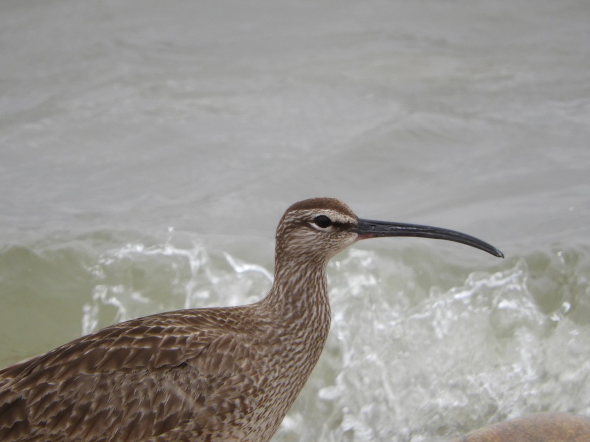 Regenbrachvogel - ML97468341