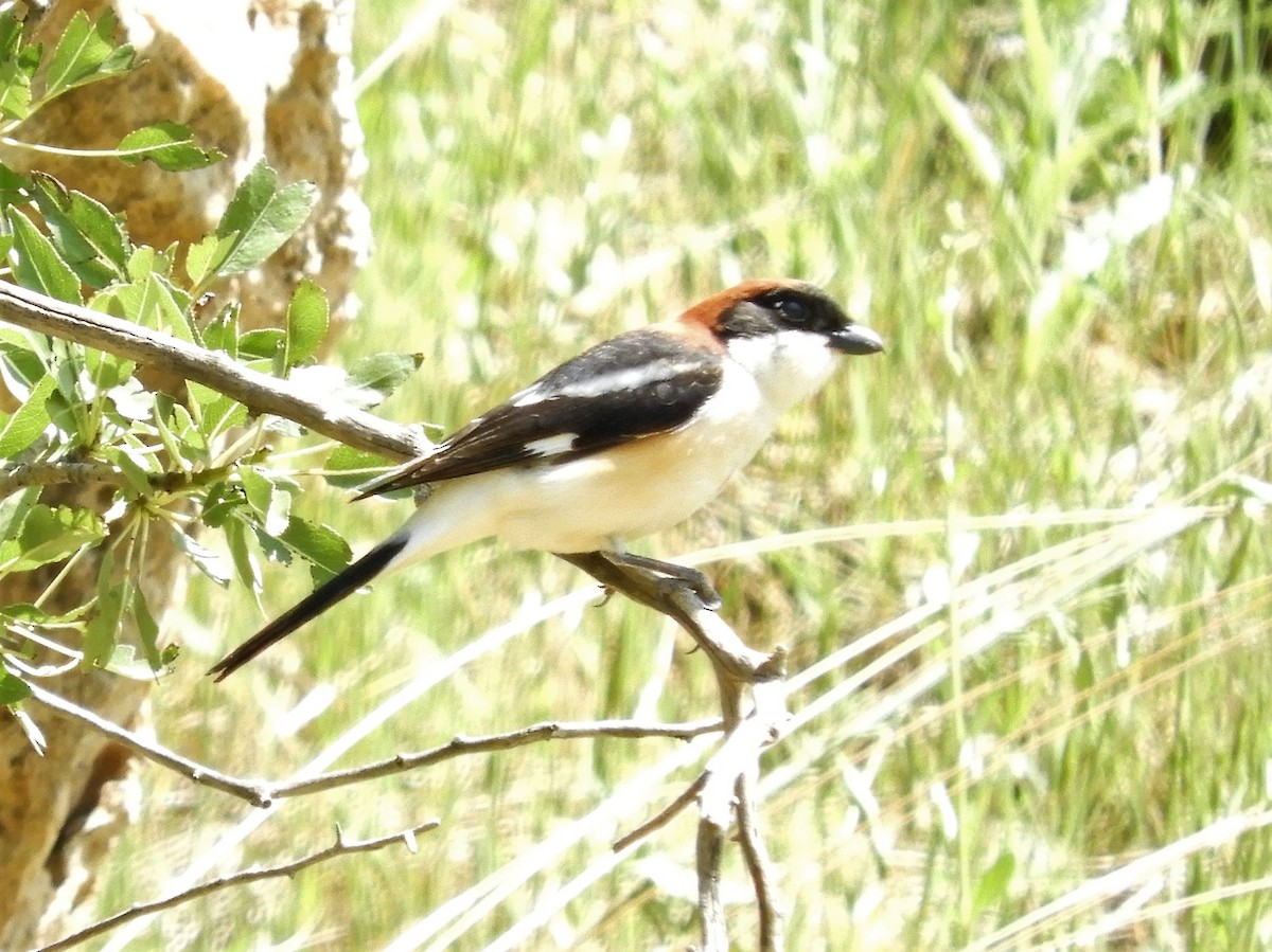 Woodchat Shrike - ML97468731