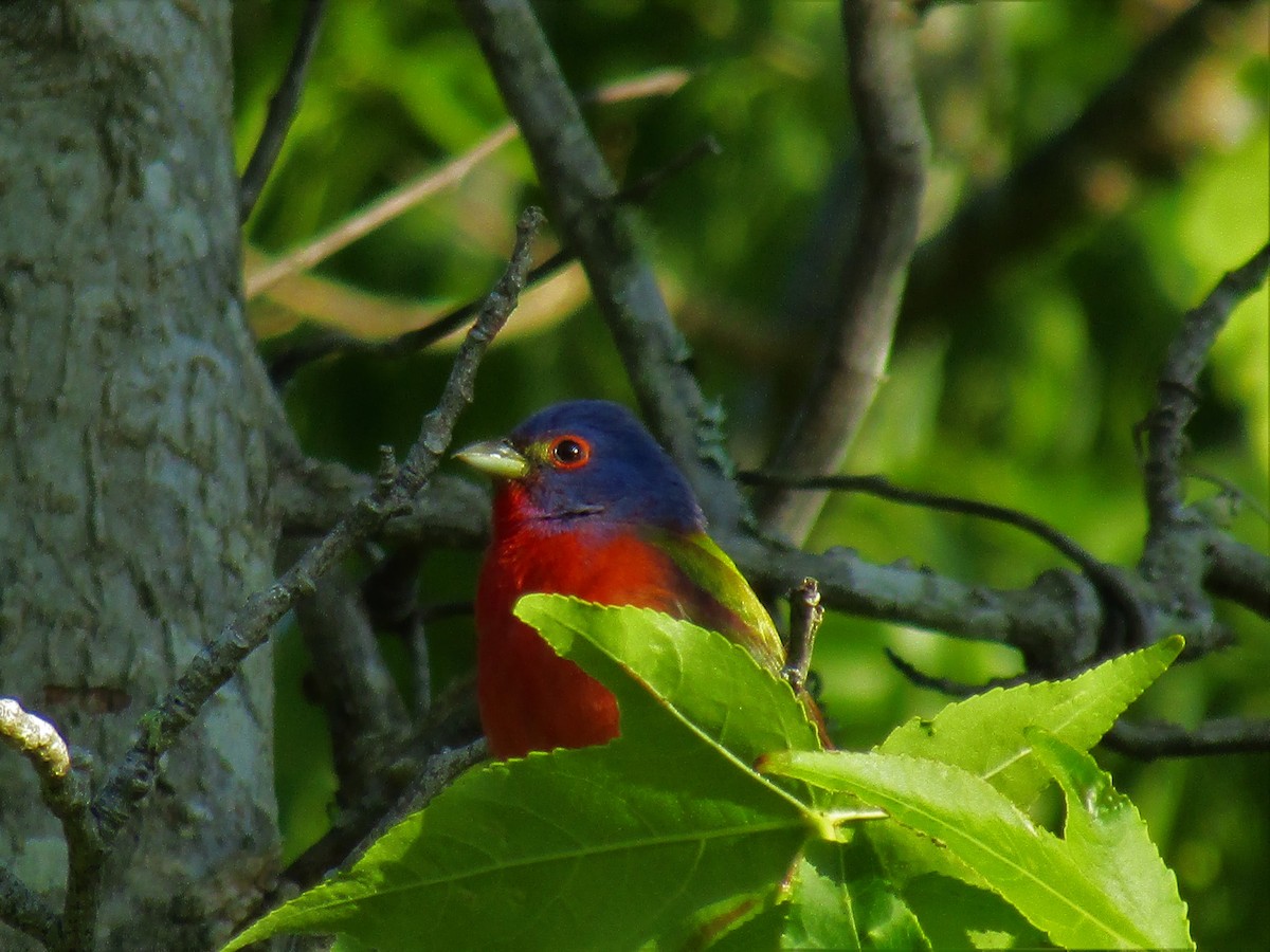 Painted Bunting - ML97471531