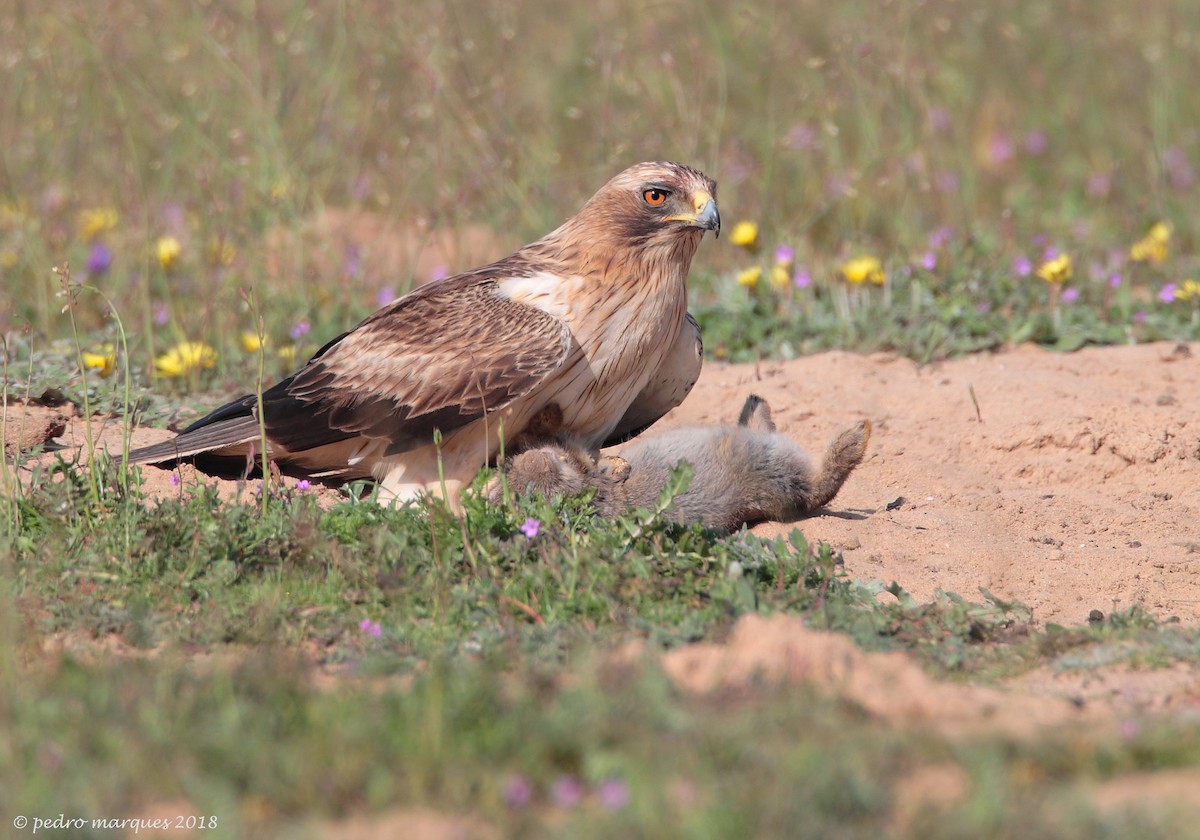 Booted Eagle - ML97471571