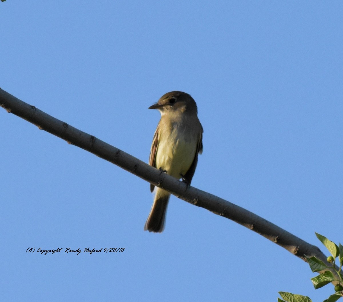 Least Flycatcher - ML97472211