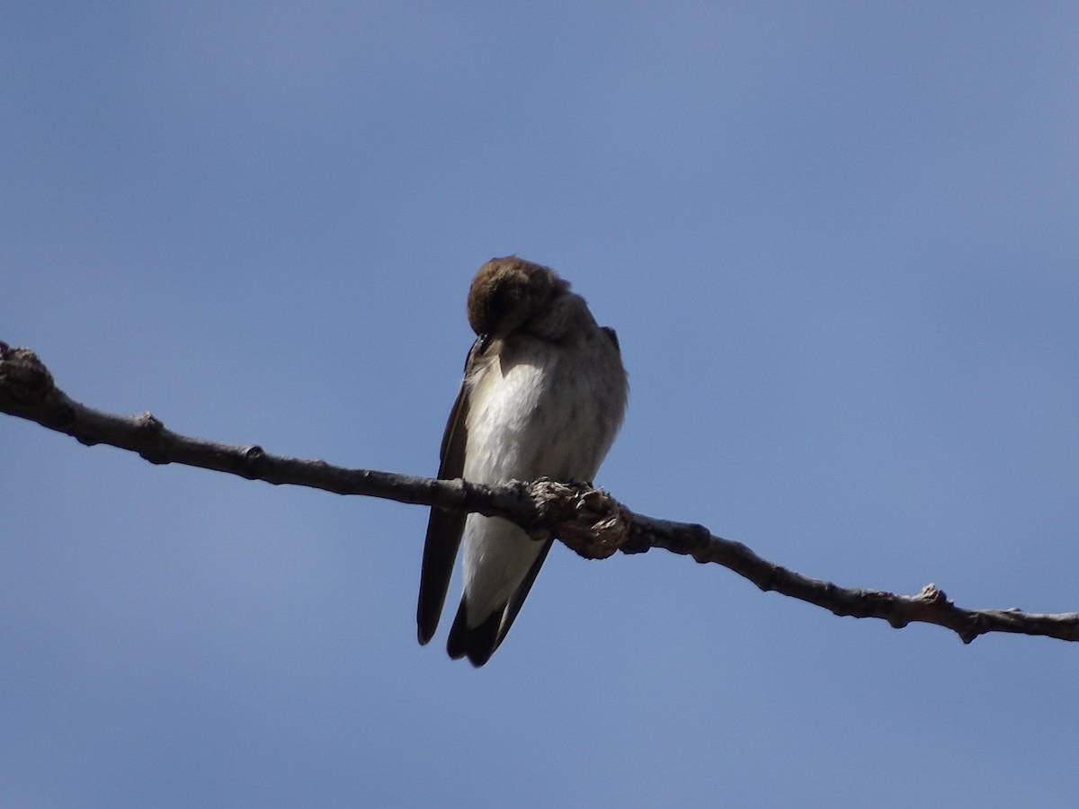 Northern Rough-winged Swallow - ML97474551