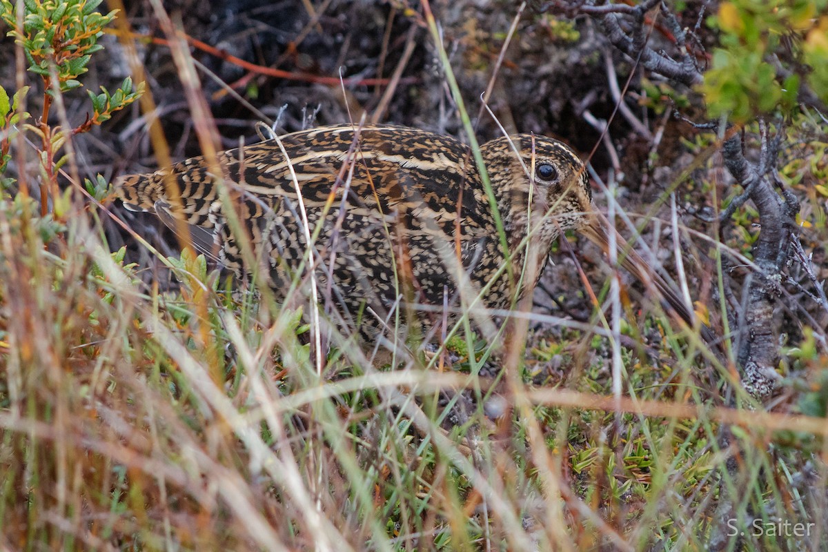 Fuegian Snipe - Sebastián Saiter Villagrán