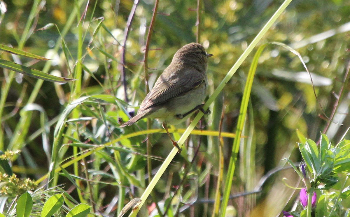 Iberian Chiffchaff - ML97475671