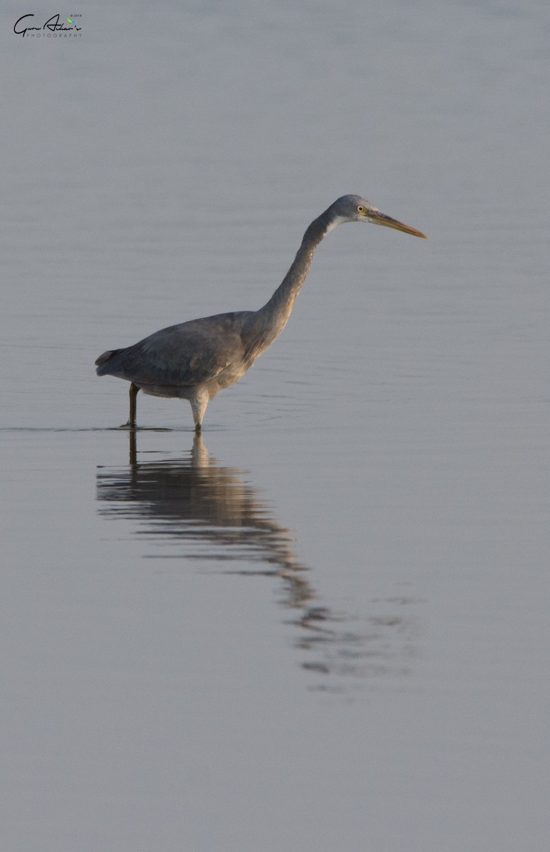 Western Reef-Heron - ML97477341