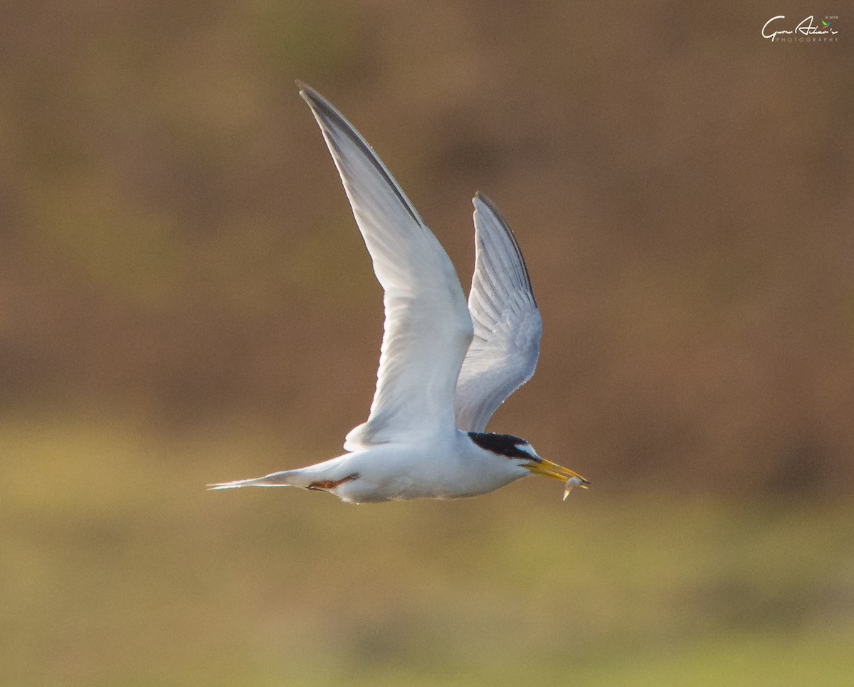 Little Tern - ML97477391