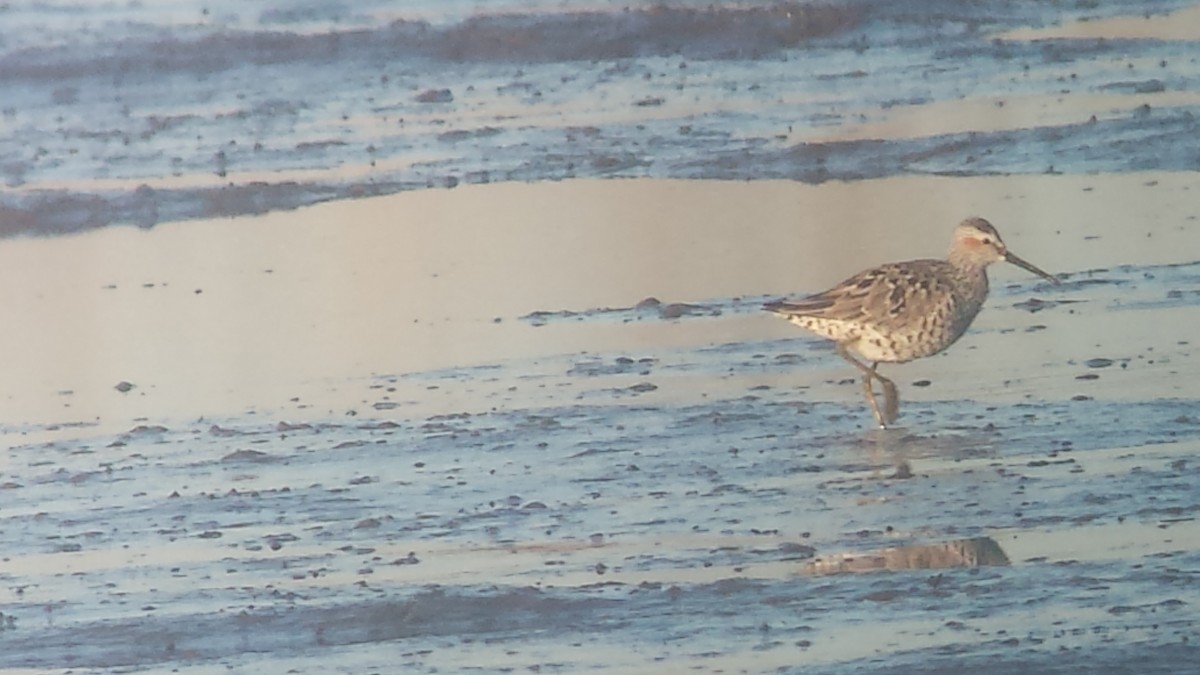 Stilt Sandpiper - ML97477611