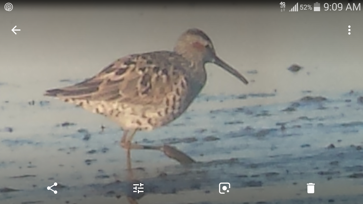 Stilt Sandpiper - ML97477641