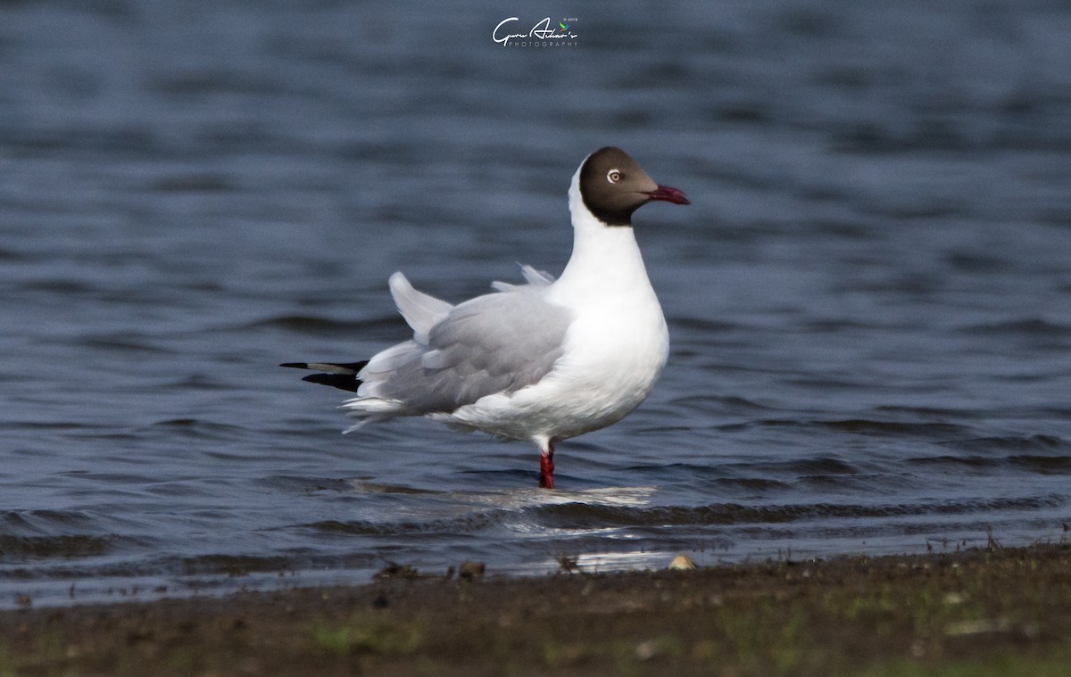 Brown-headed Gull - ML97478061