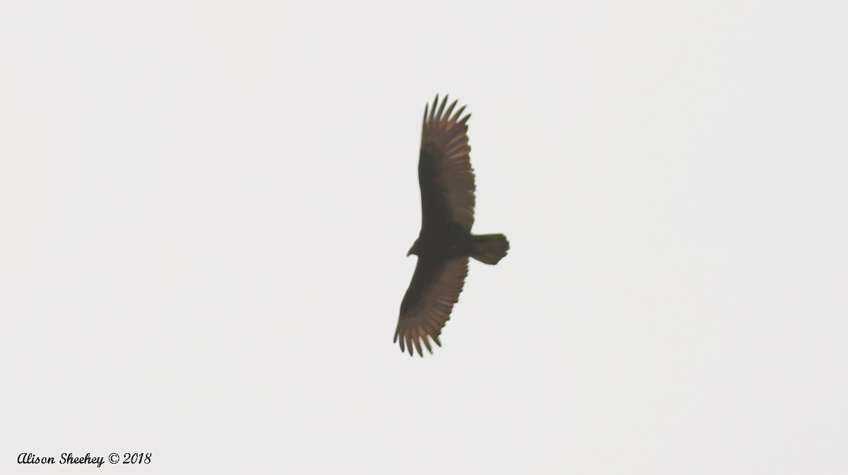 Turkey Vulture - ML97480191