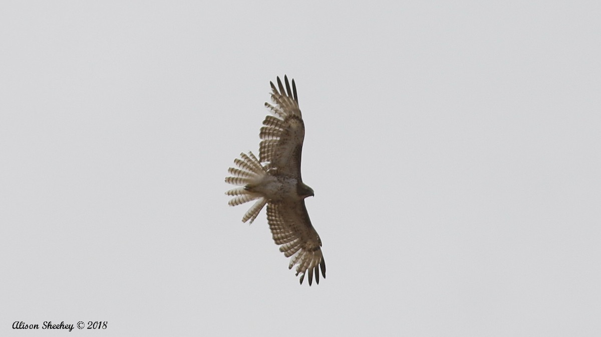 Red-tailed Hawk - ML97480201