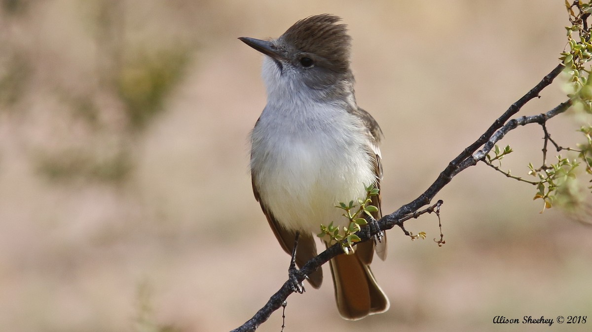 Ash-throated Flycatcher - ML97480281