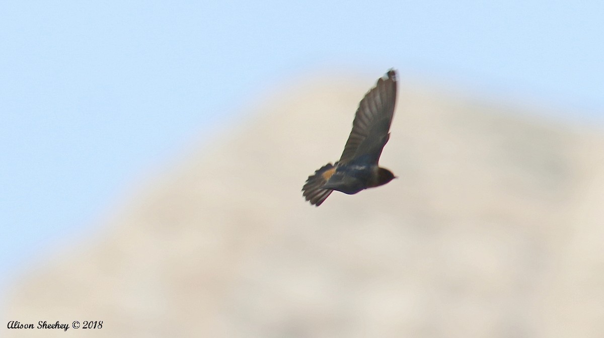 Cliff Swallow - Alison Sheehey
