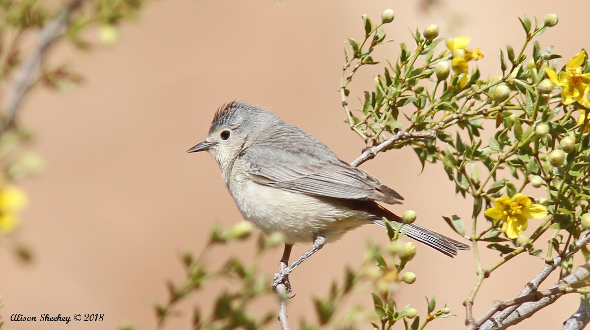 Lucy's Warbler - ML97480621