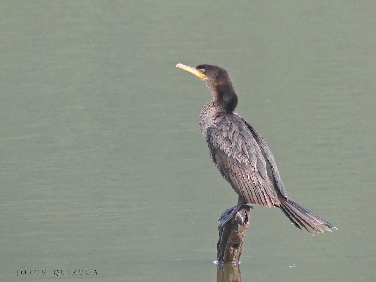 Neotropic Cormorant - ML97480671