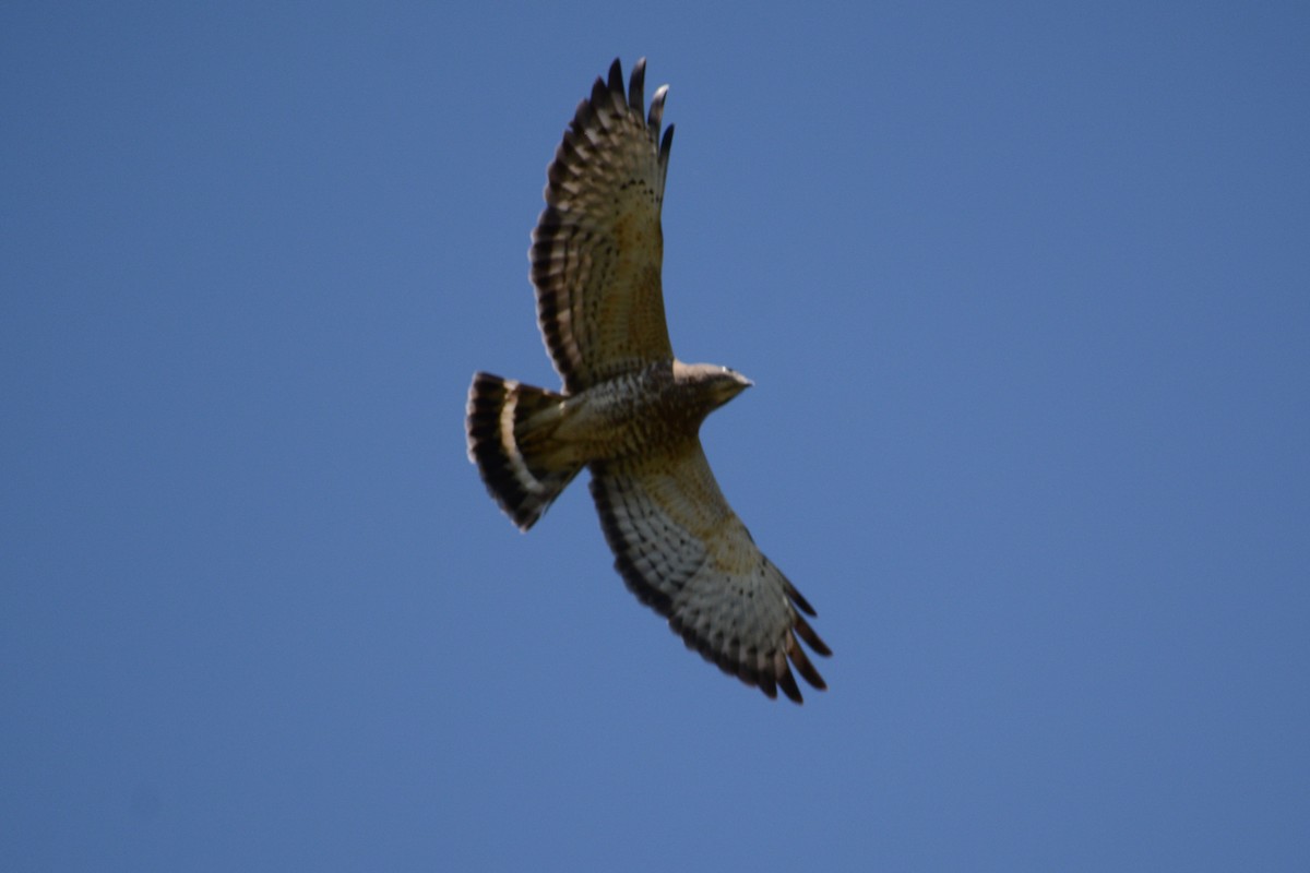 Broad-winged Hawk - ML97481521