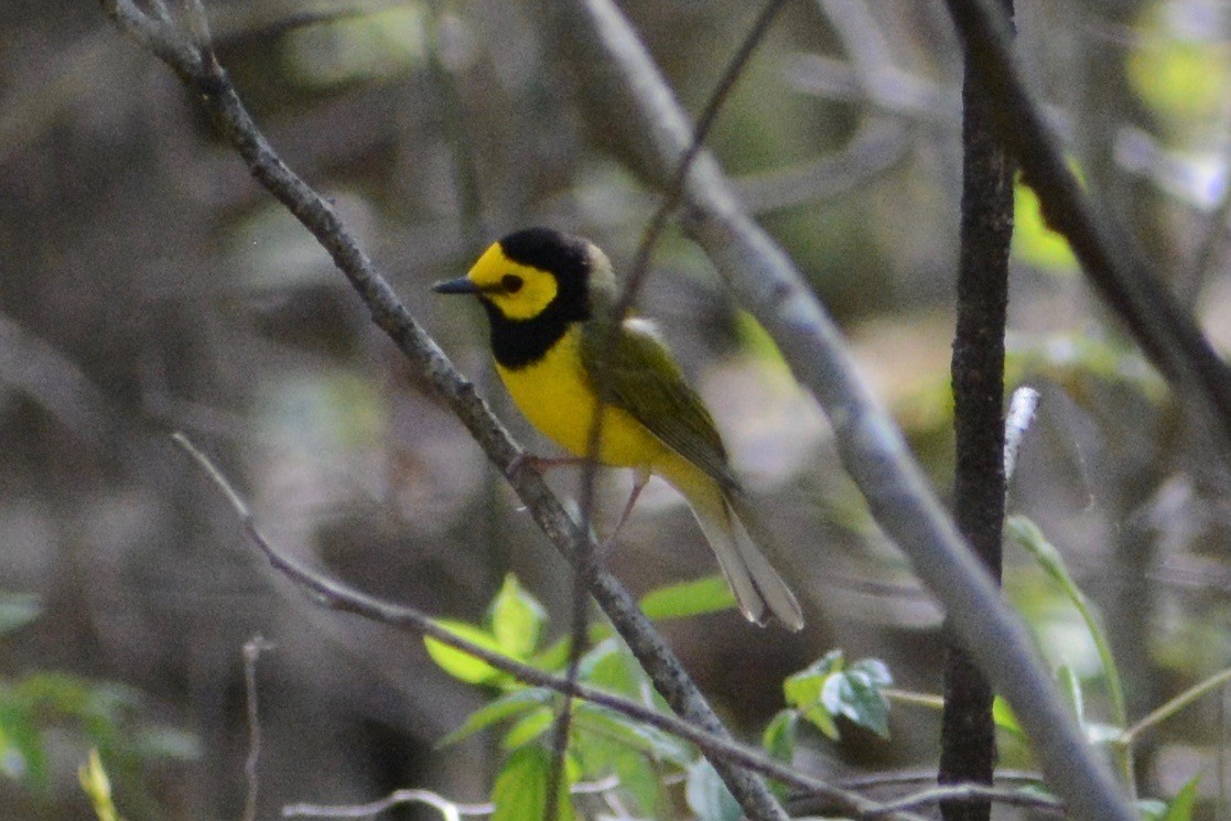 Hooded Warbler - ML97481531