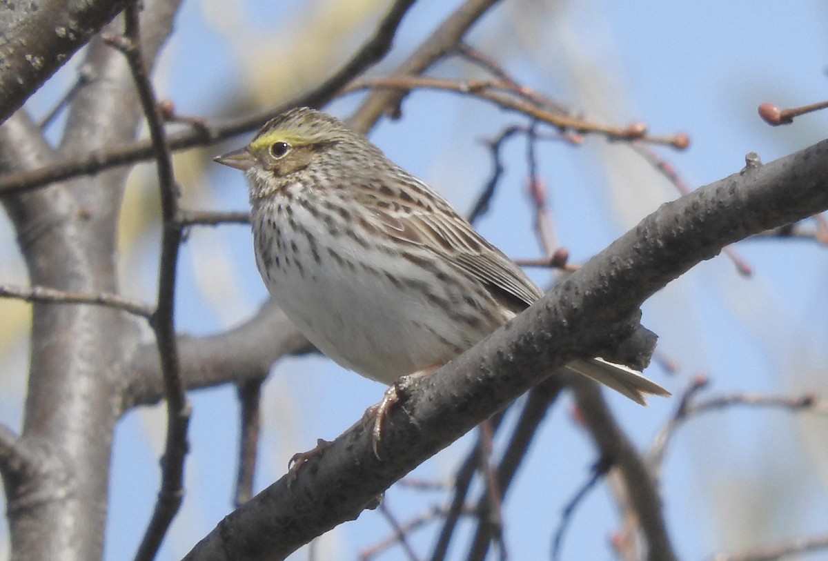 Savannah Sparrow - ML97482011