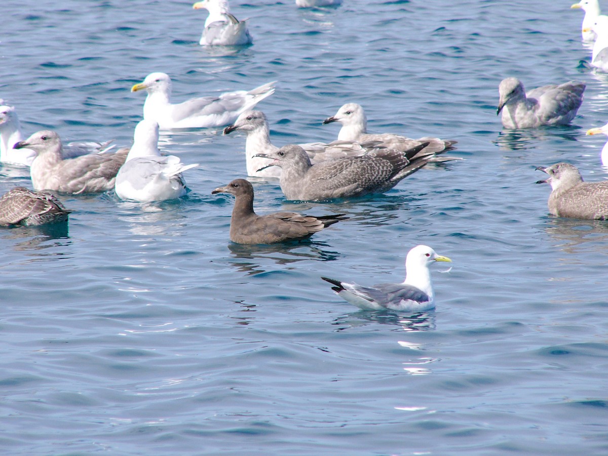 Heermann's Gull - ML97482341