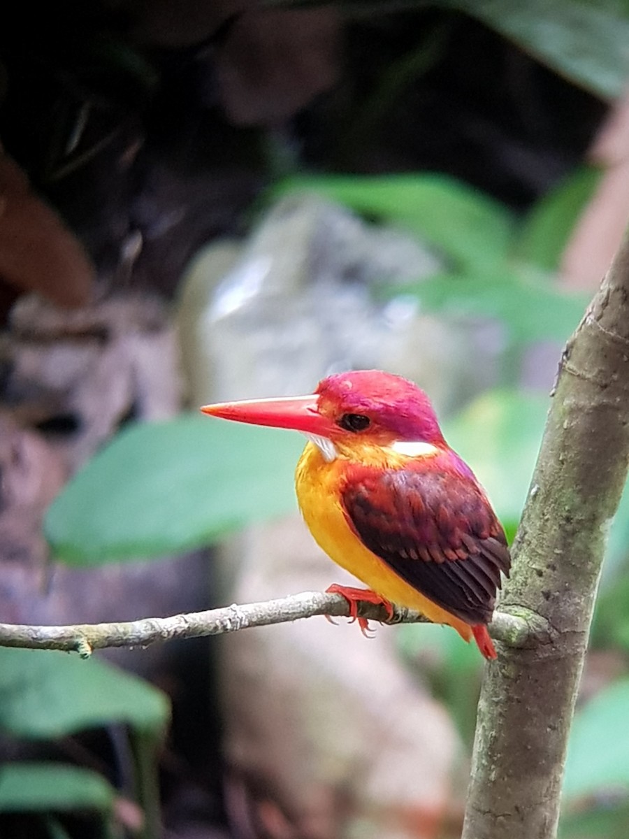 Rufous-backed Dwarf-Kingfisher - Yeo Yee Ling