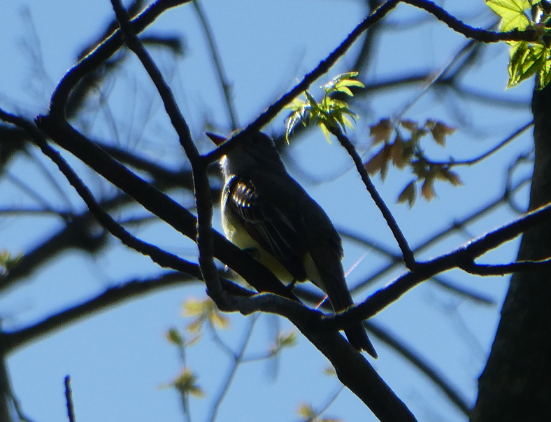 Great Crested Flycatcher - ML97483031