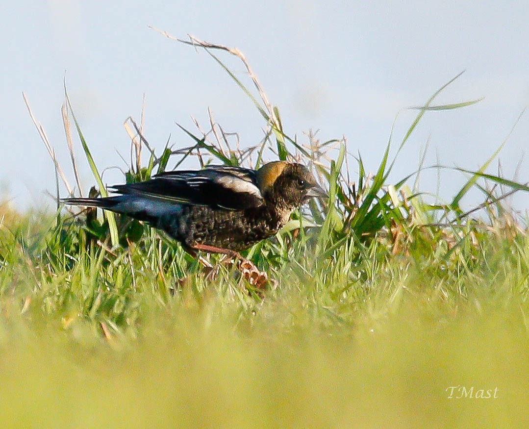 Bobolink - ML97484701