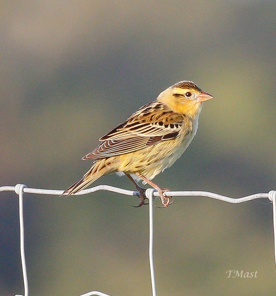 Bobolink - ML97484711