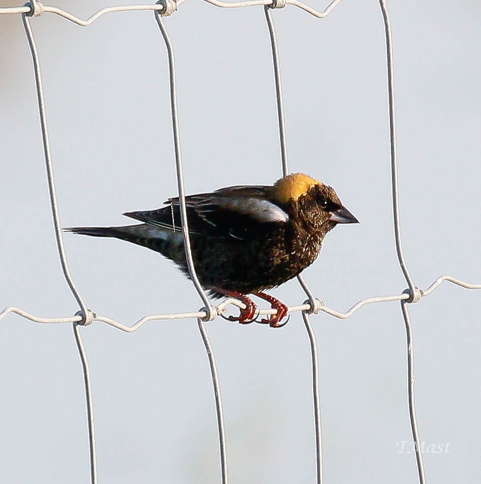 Bobolink - ML97484731