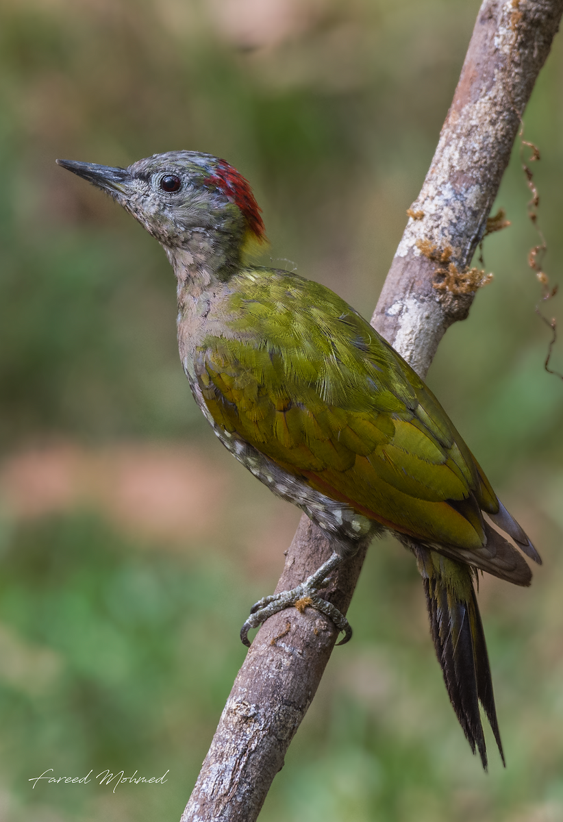 Lesser Yellownape - Fareed Mohmed