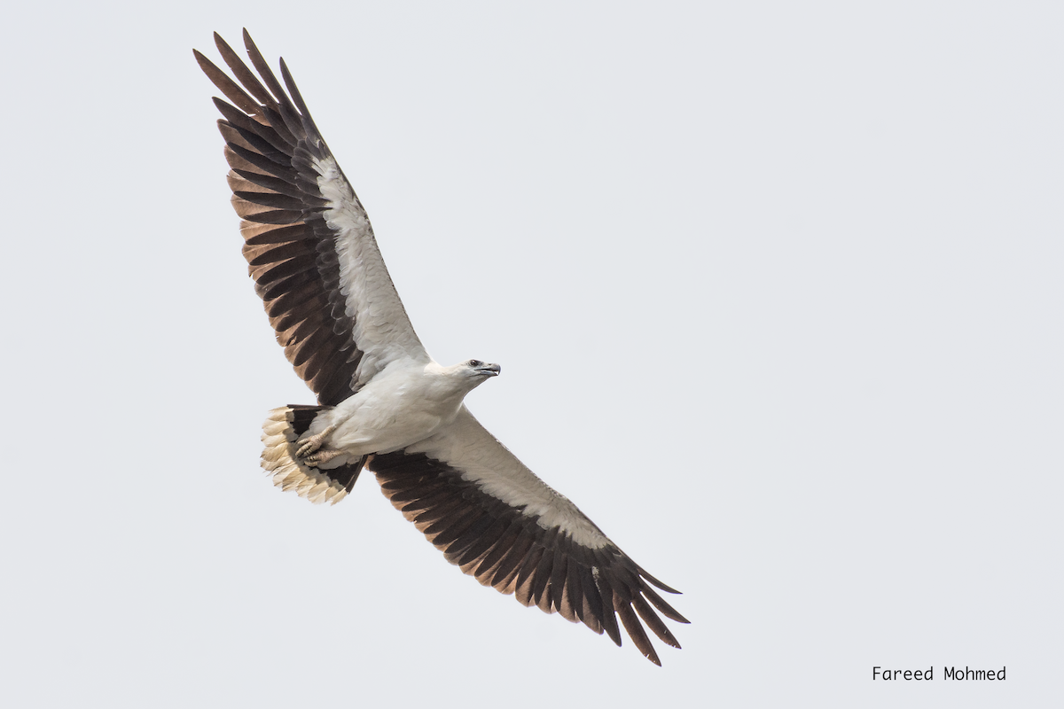 White-bellied Sea-Eagle - Fareed Mohmed