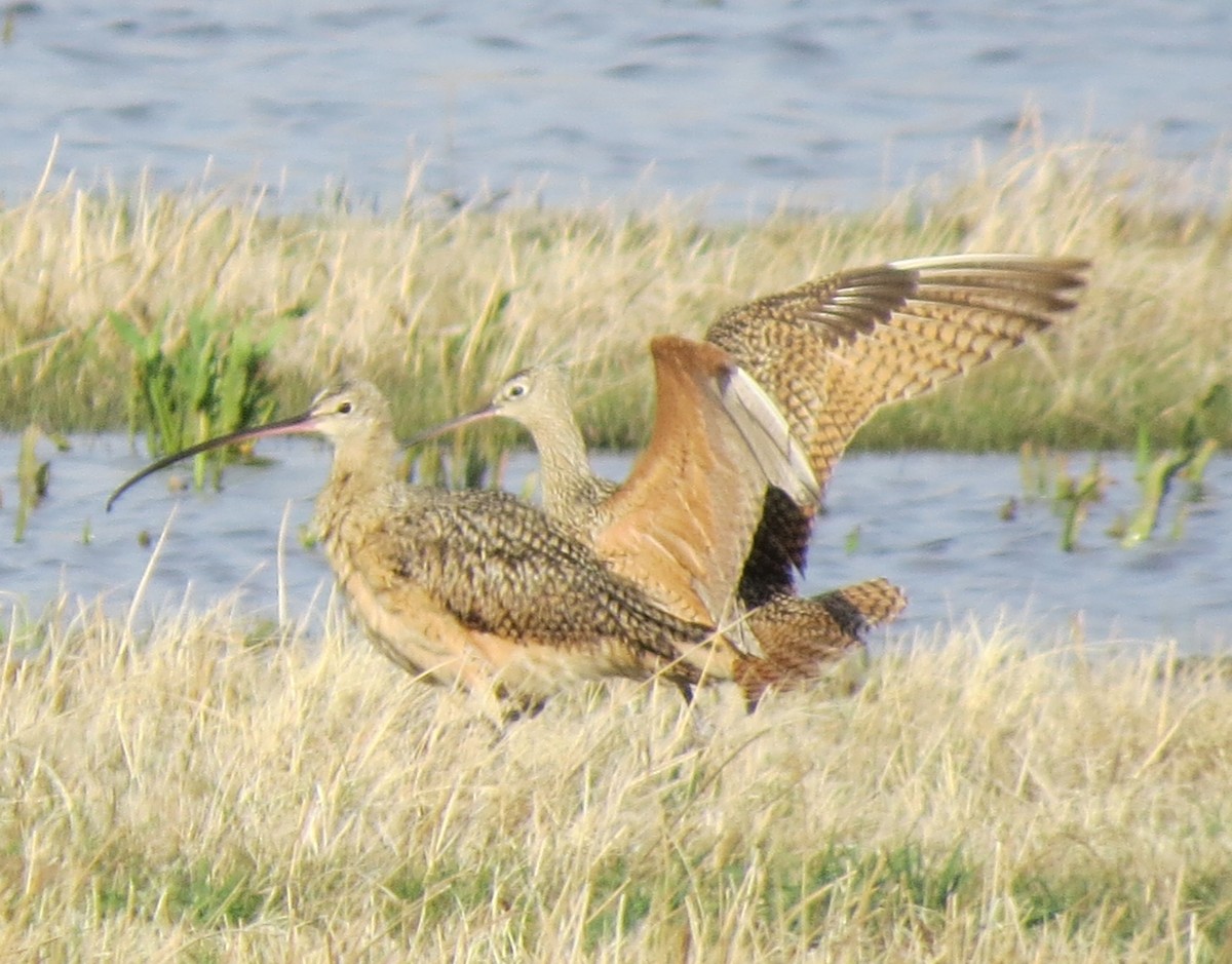 Long-billed Curlew - Mark A. Brogie
