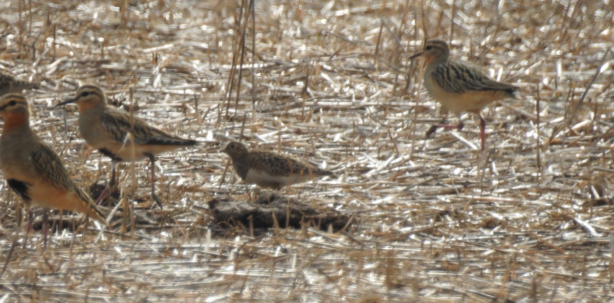 Least Seedsnipe - ML97486291