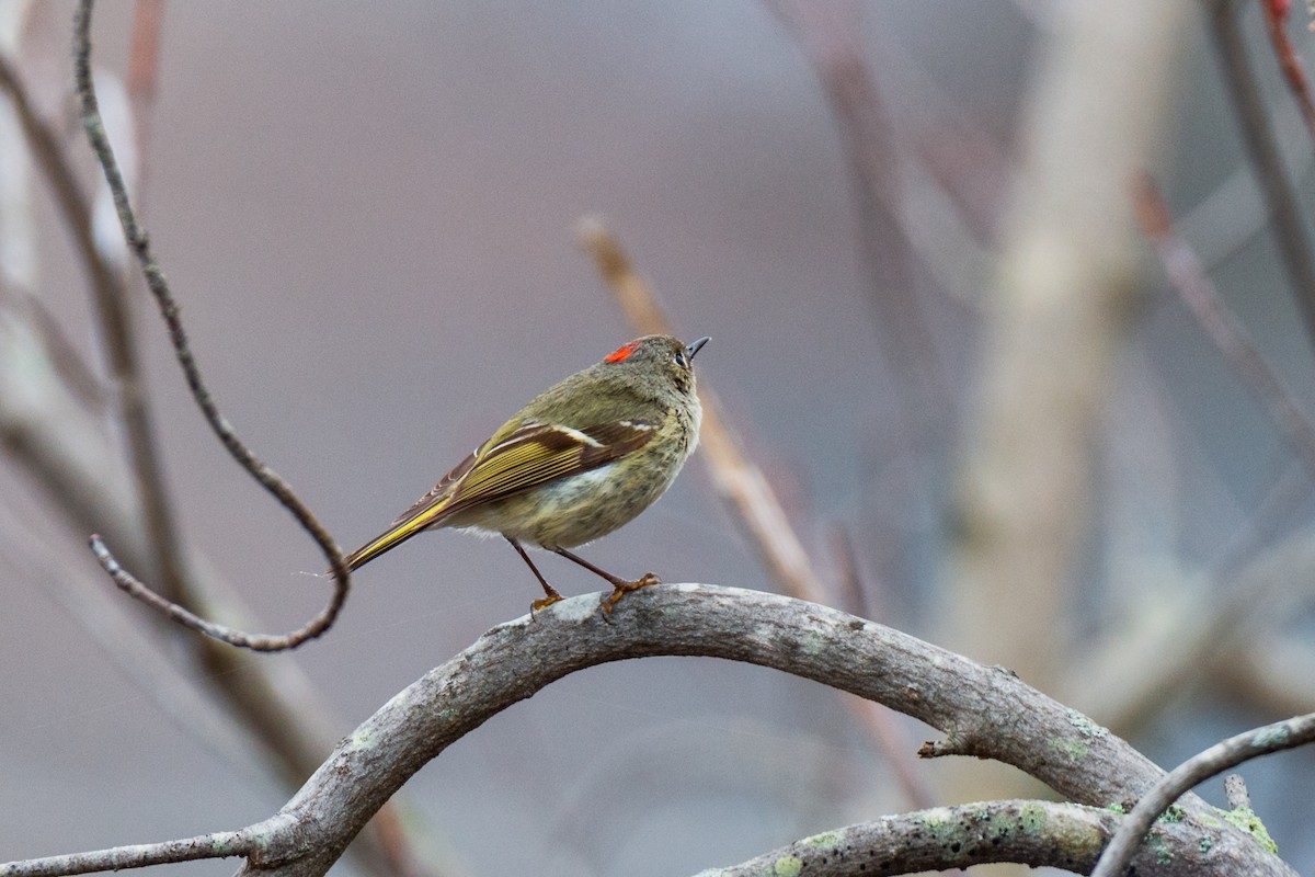 Ruby-crowned Kinglet - WVPD AmeriCorps