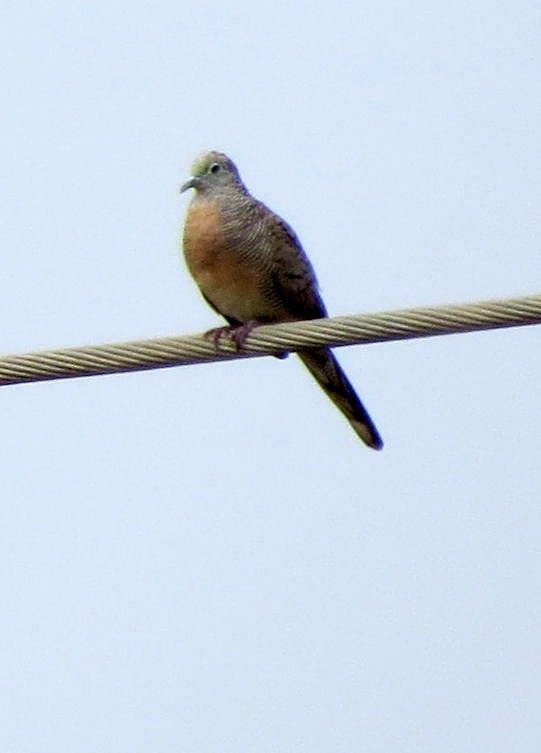 Zebra Dove - Faith Jones