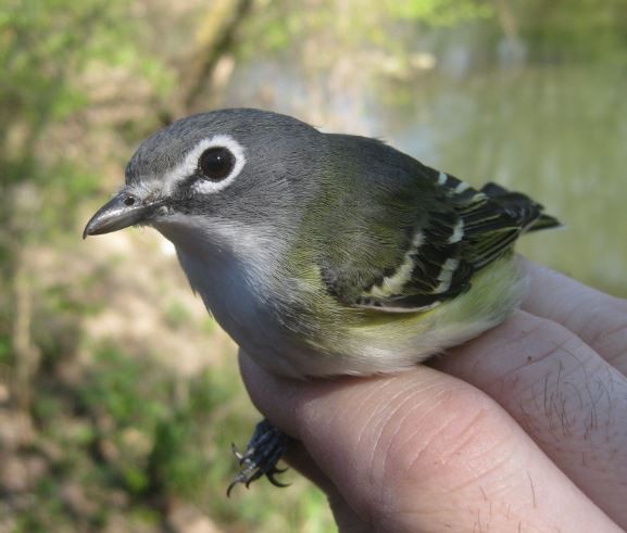 Blue-headed Vireo - ML97487611