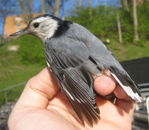 White-breasted Nuthatch - ML97487841