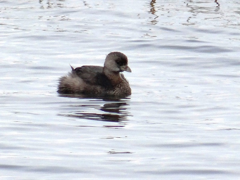 Pied-billed Grebe - ML97488041