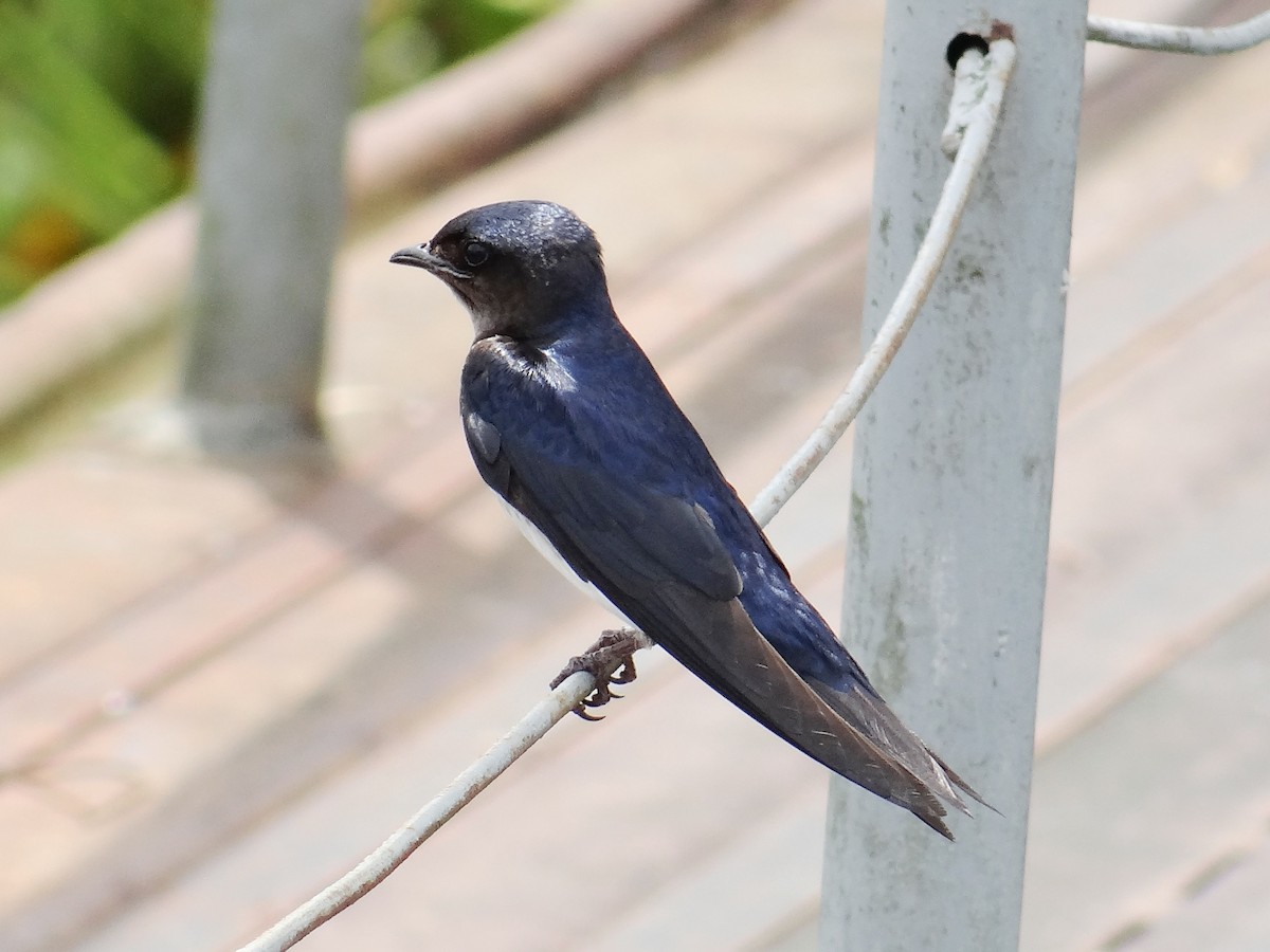 Gray-breasted Martin - ML97488131