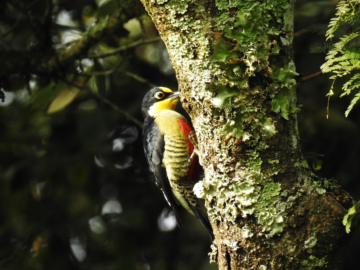 Yellow-fronted Woodpecker - ML97488341