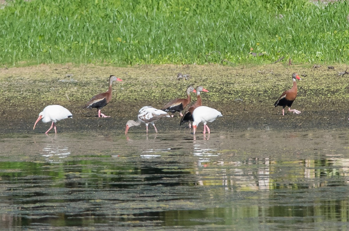 Dendrocygne à ventre noir - ML97488521