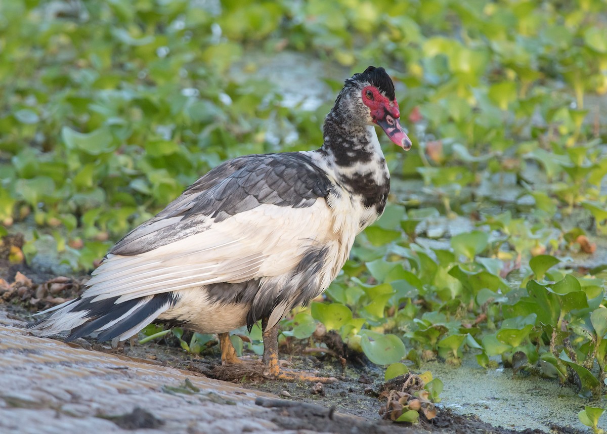 Muscovy Duck (Domestic type) - ML97488561