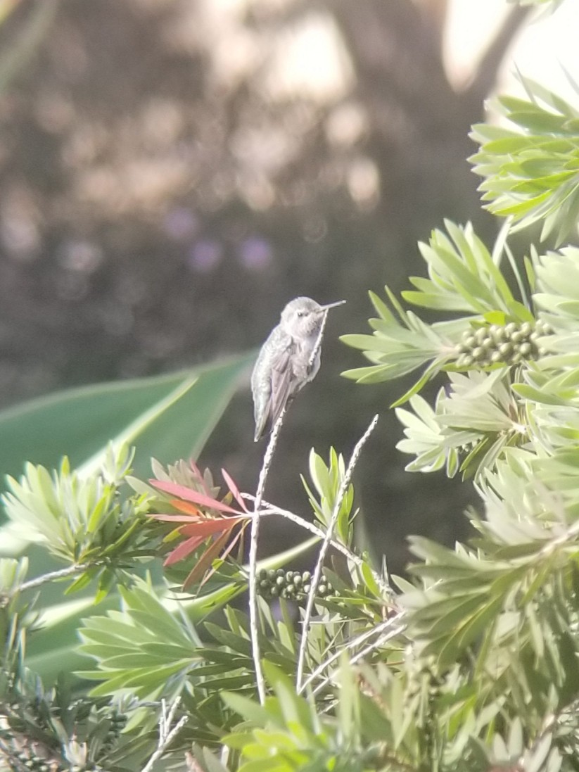 Colibrí Gorjinegro - ML97493751