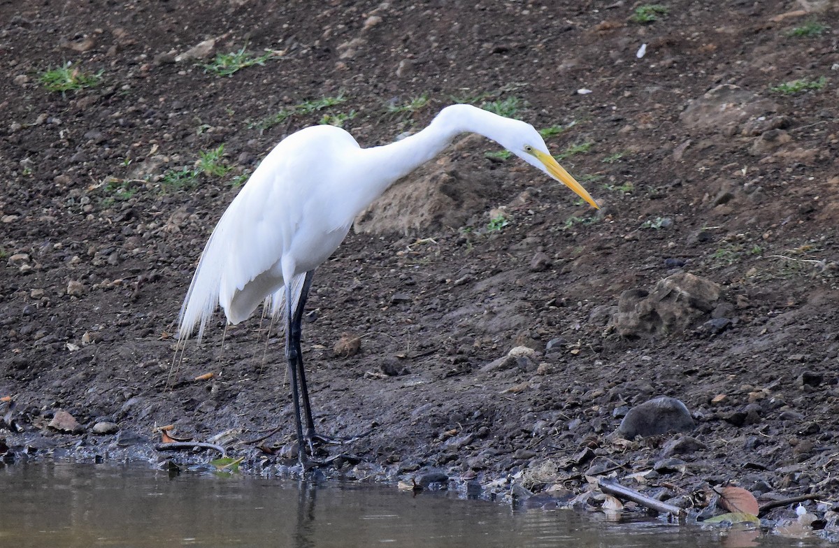 Great Egret - A Emmerson