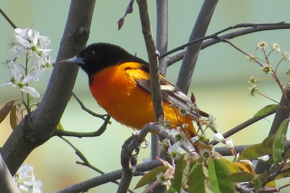 Baltimore Oriole - ML97497181