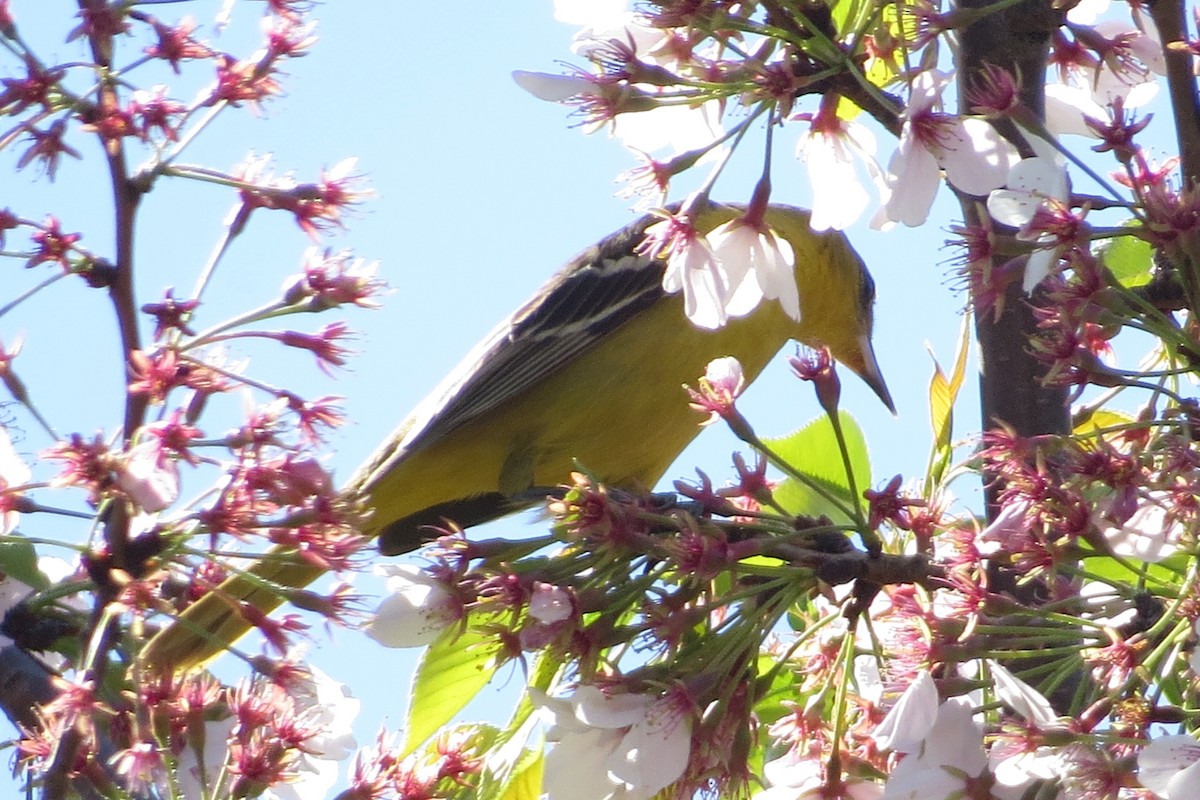 Orchard Oriole - ML97497211