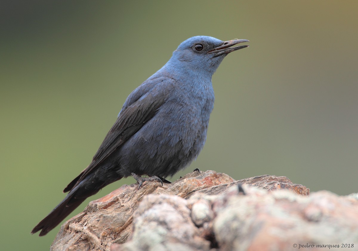 Blue Rock-Thrush - Pedro Marques